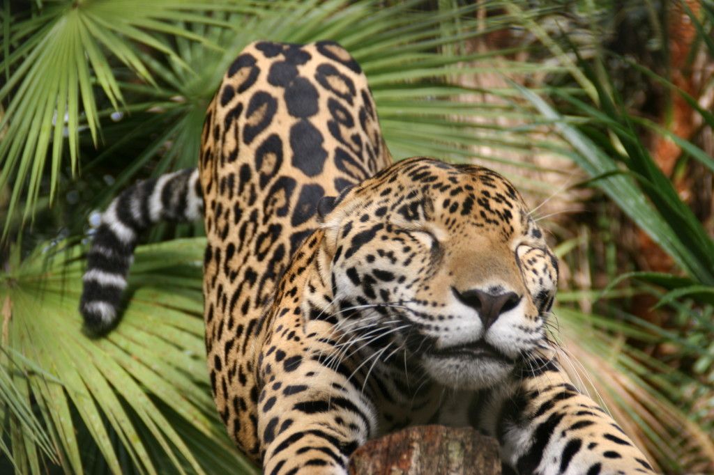 gambar hewan jaguar
