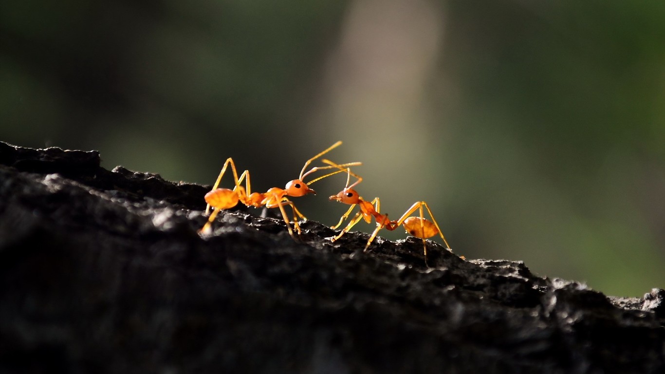 gambar hewan semut merah