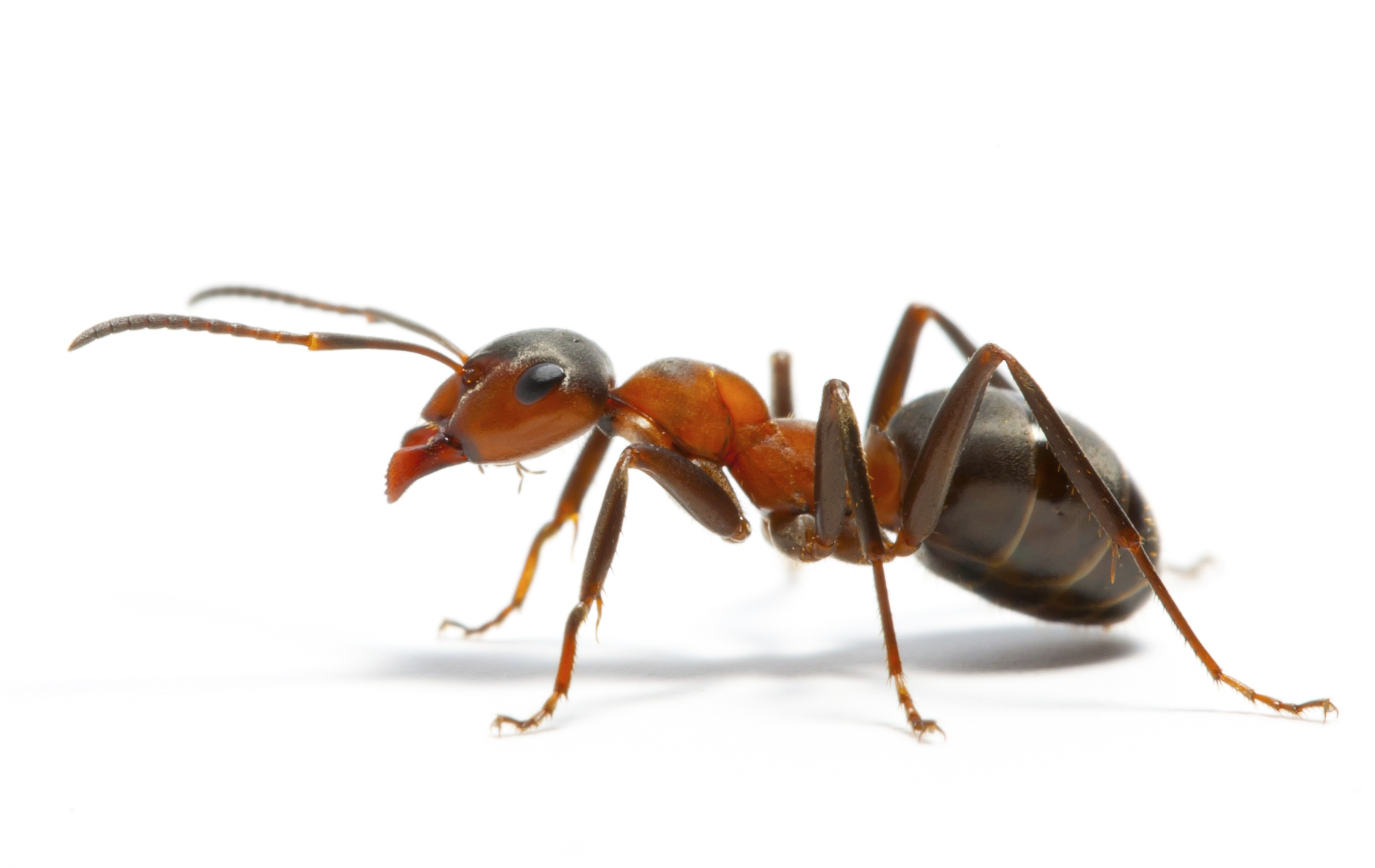 gambar hewan semut wallpaper