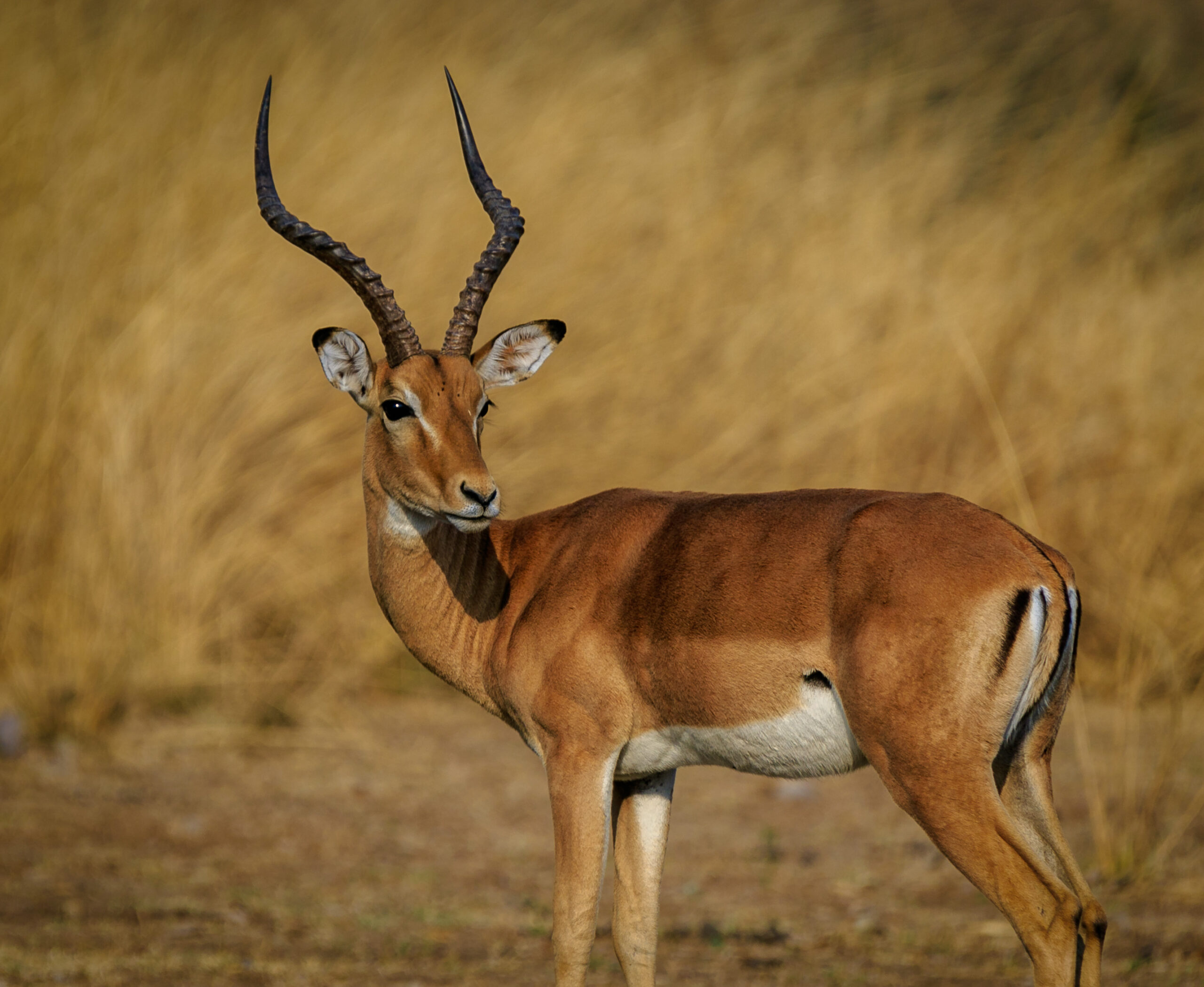 gambar impala afrika