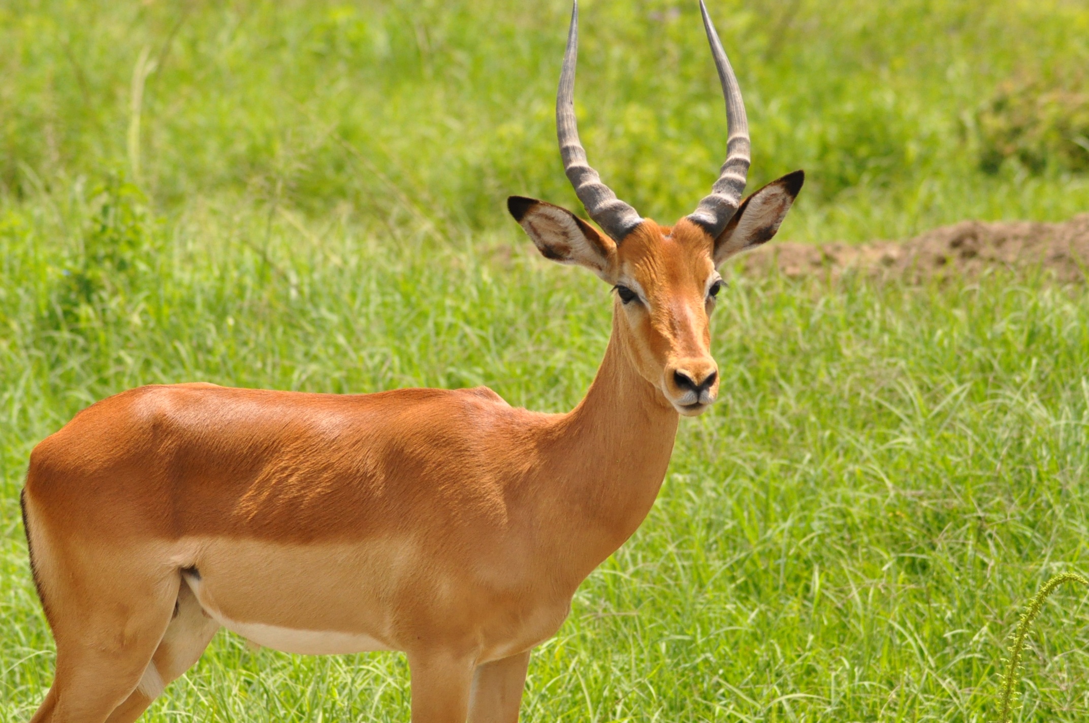 gambar impala hewan hd