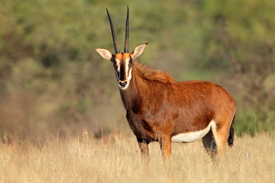 gambar impala