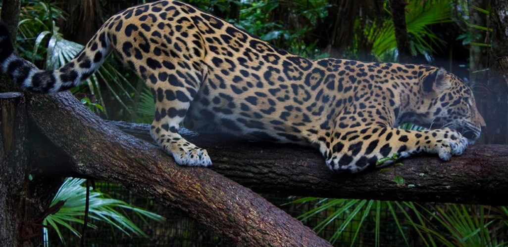 gambar jaguar di pohon