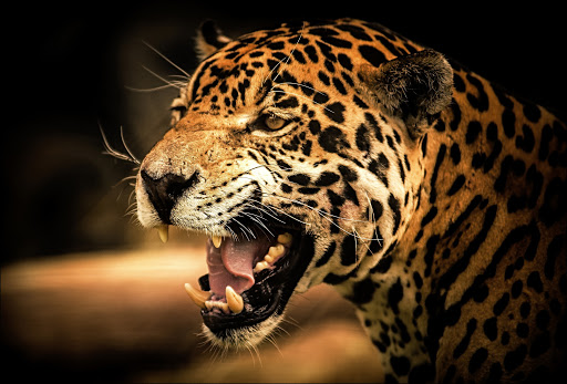 gambar jaguar hd