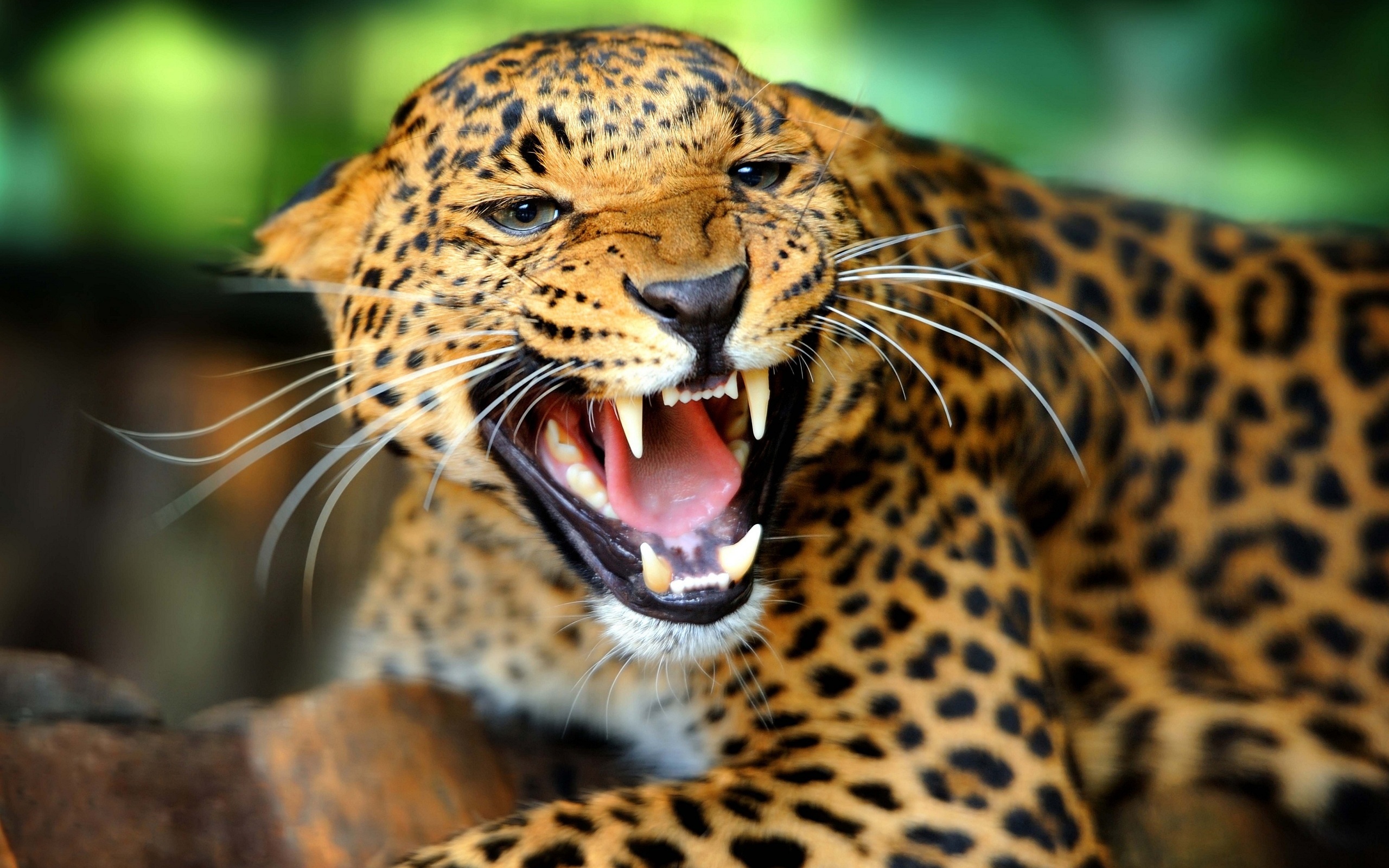 gambar jaguar hewan buas