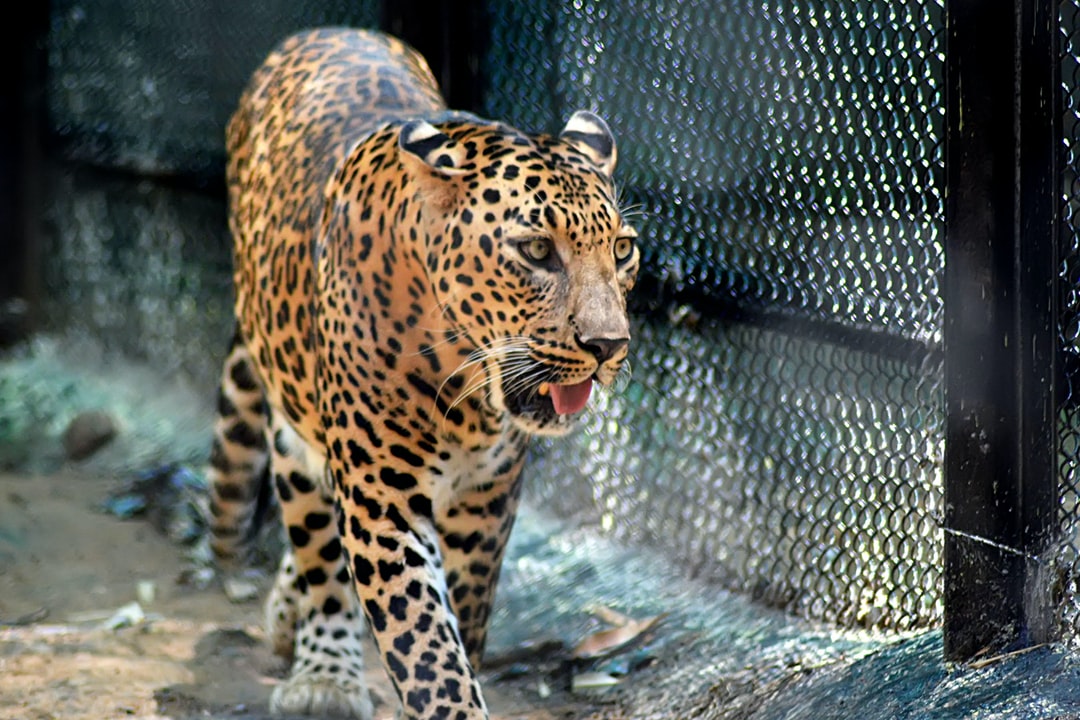 gambar jaguar hewan hd