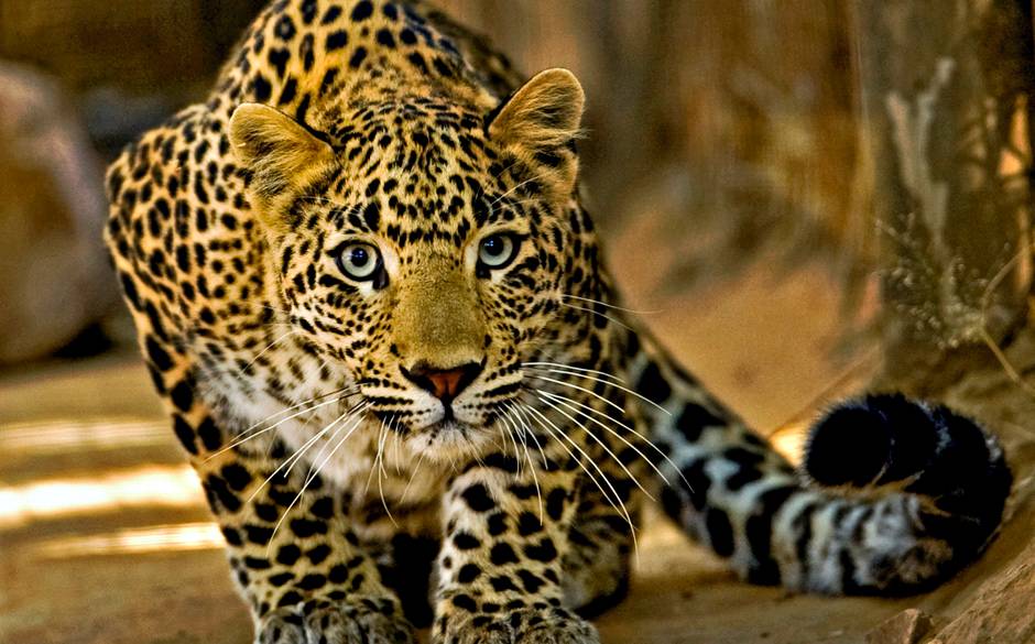 gambar jaguar hewan wallpaper