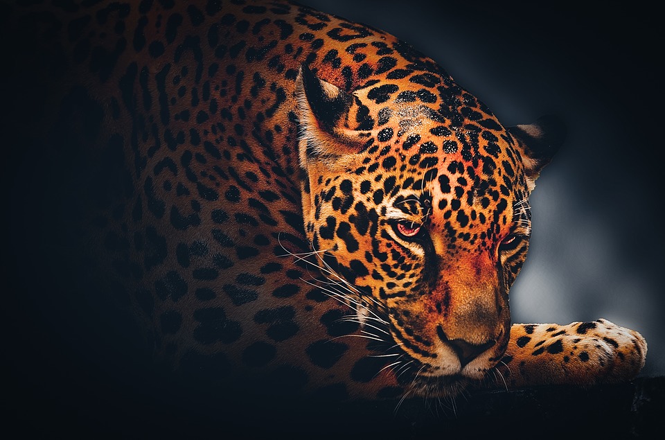 gambar jaguar wallpaper background