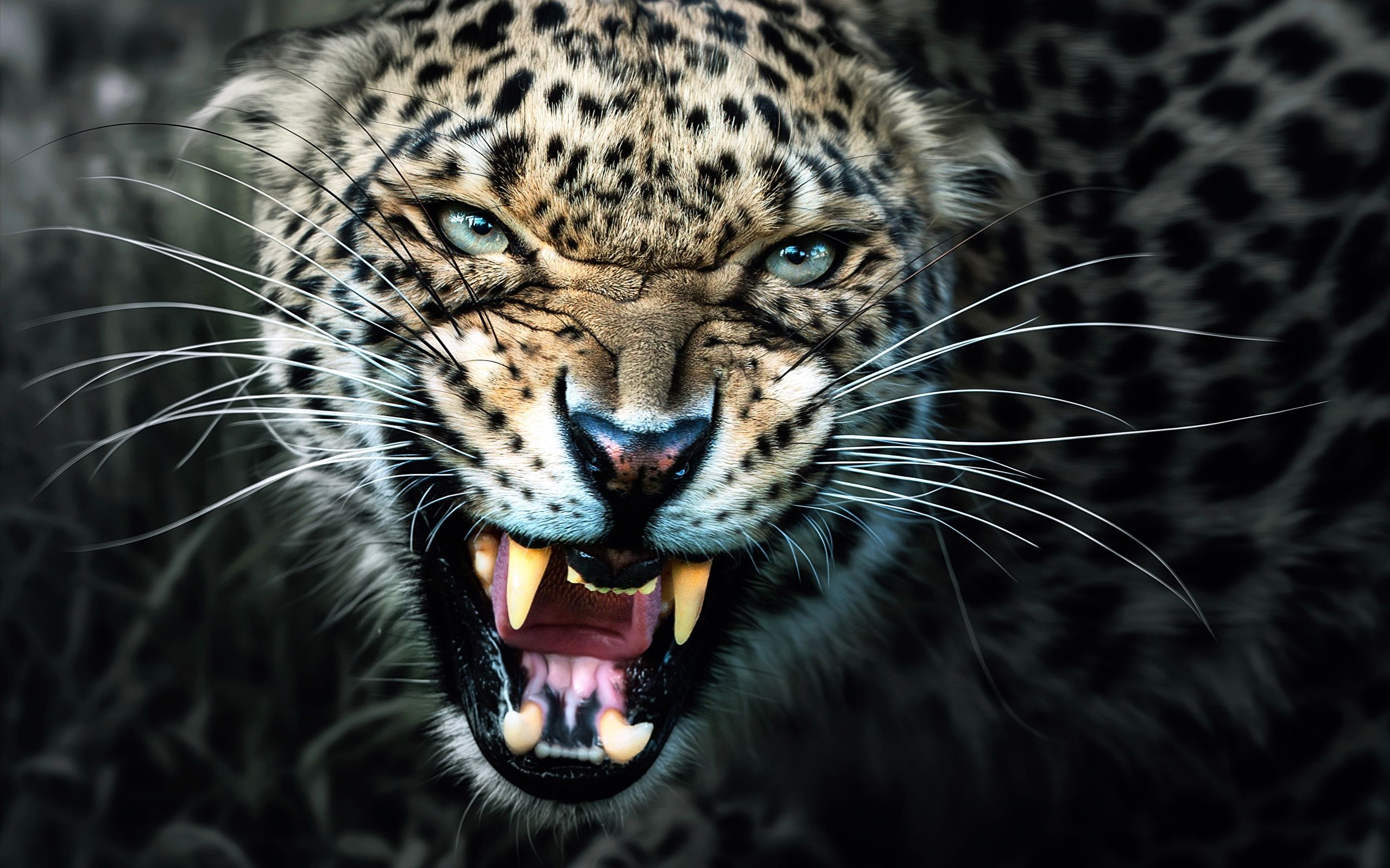 gambar kepala hewan jaguar