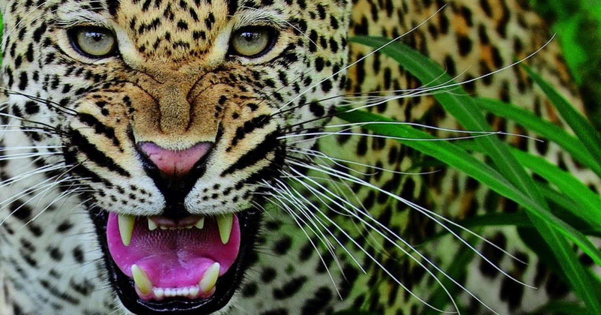 gambar keren hewan jaguar
