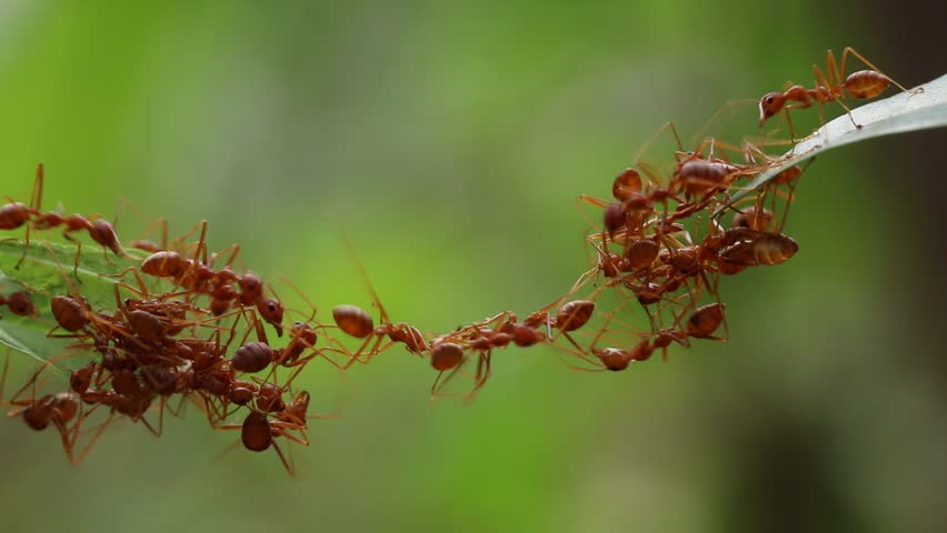 gambar semut merah hd wallpaper