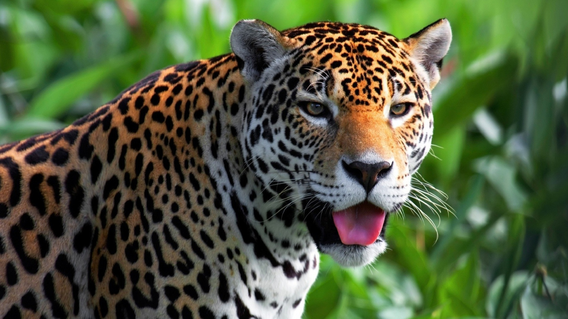hd gambar jaguar