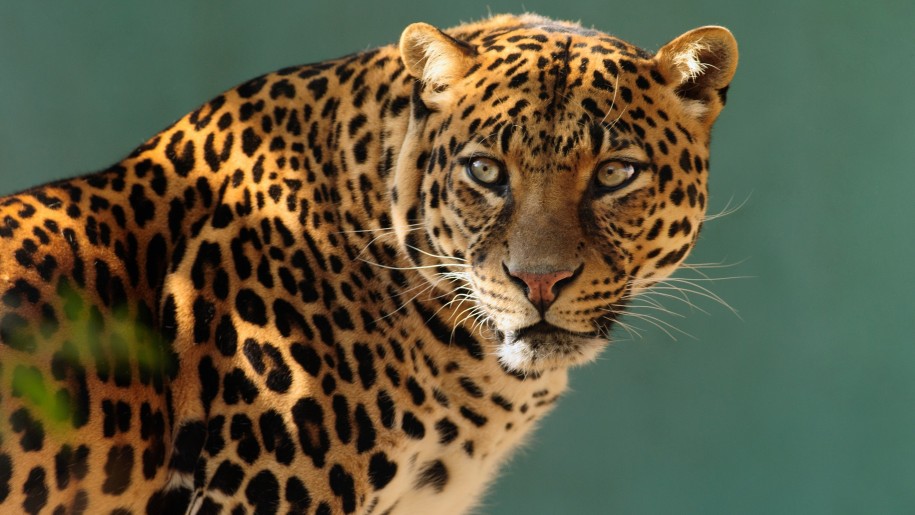 hd poto jaguar