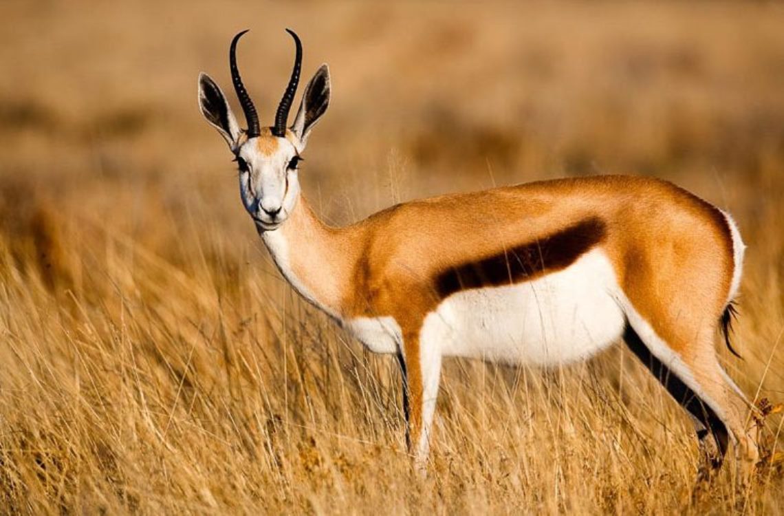 hewan gambar impala