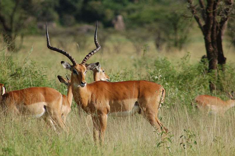 impala afrika gambar