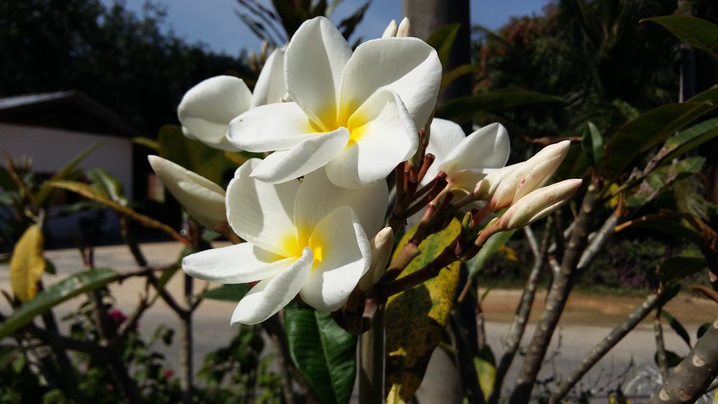 poto bunga cempaka putih