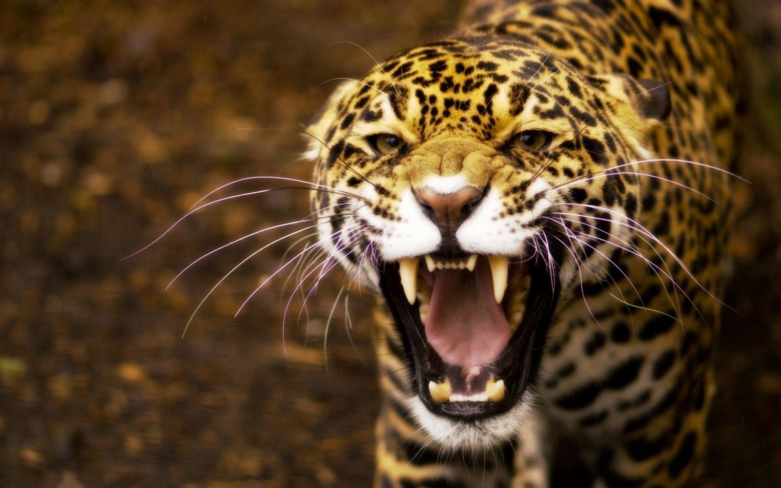 poto jaguar hd