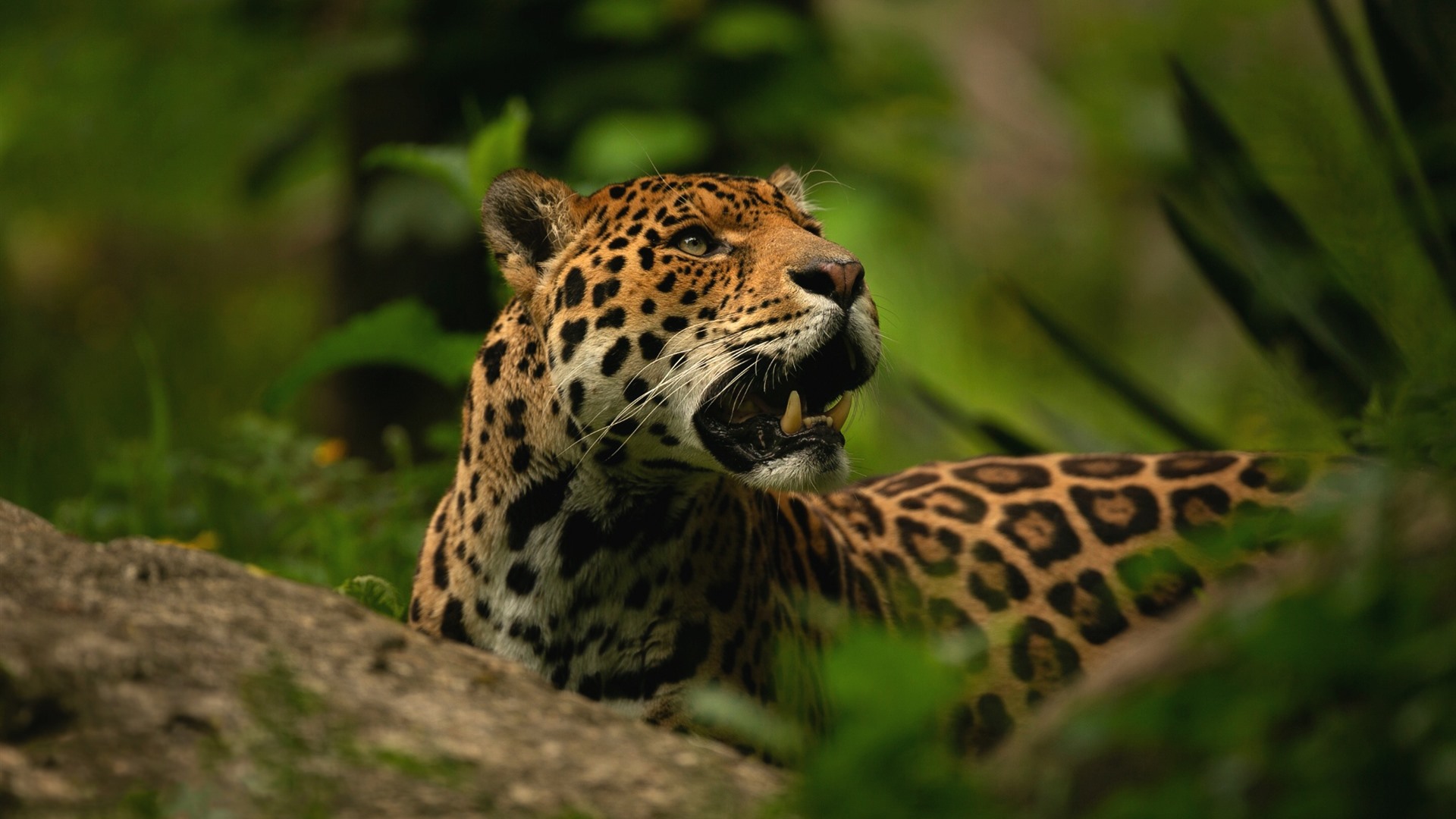 poto jaguar keren