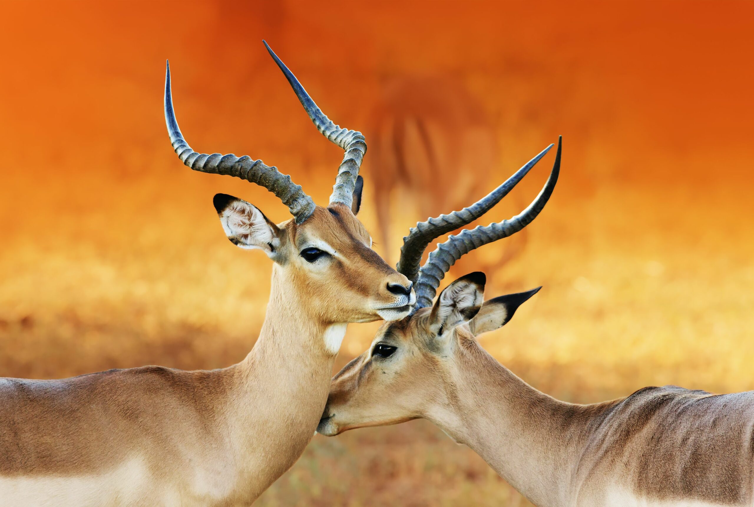 wallpaper gambar impala