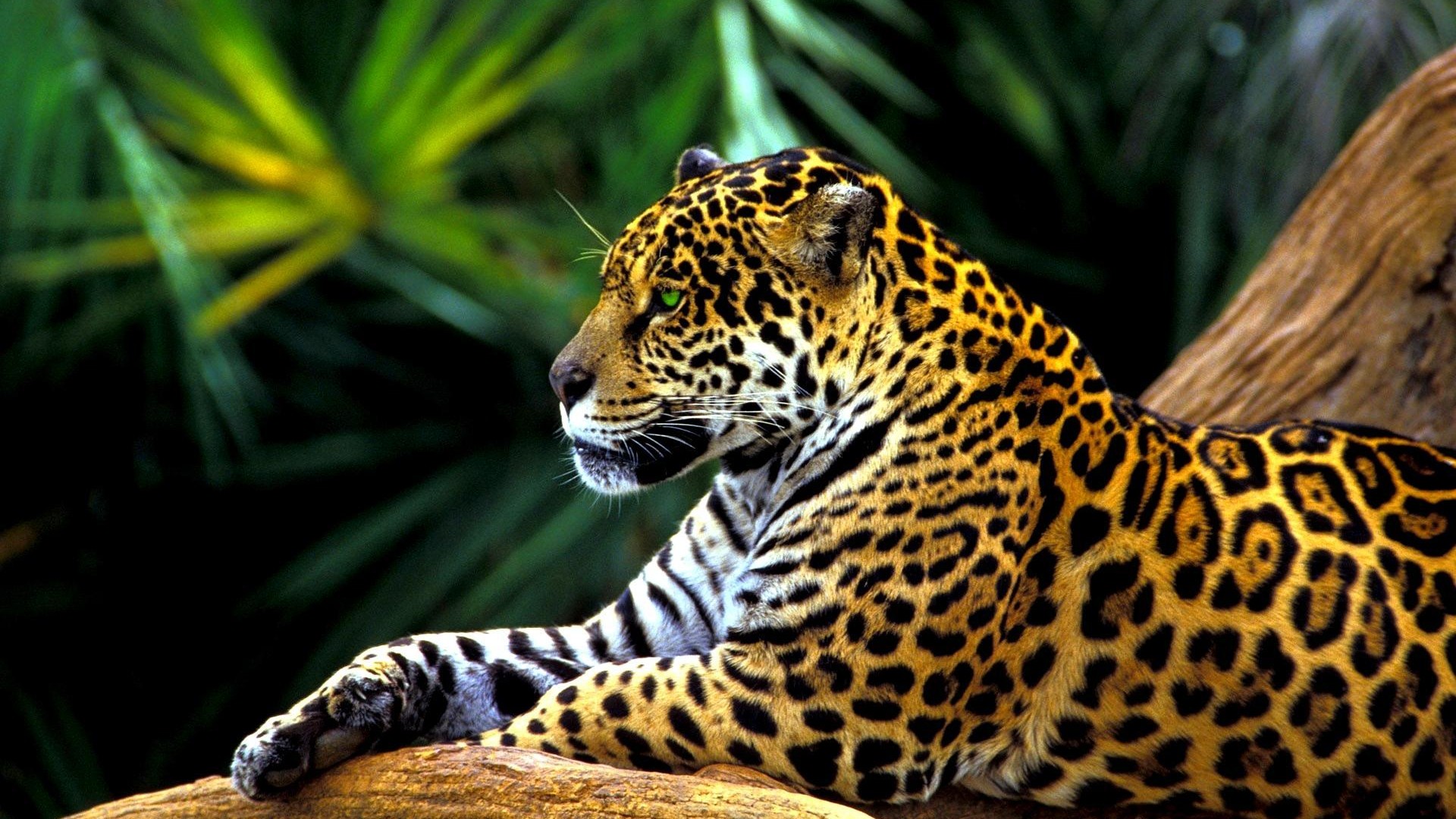 wallpaper poto jaguar