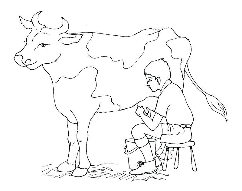 Holstein Cow Coloring Pages