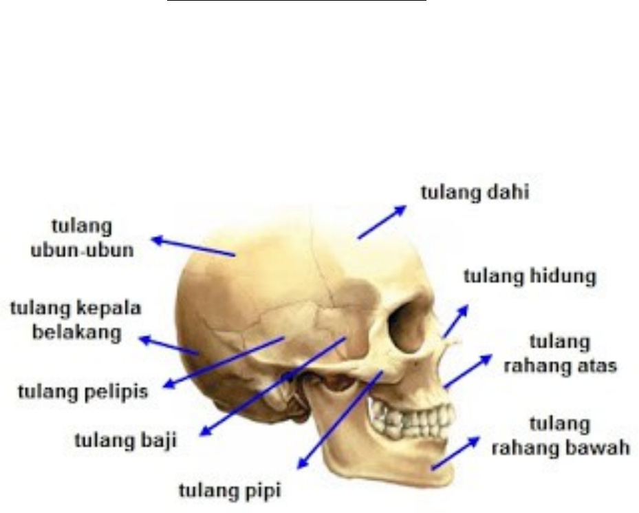bagian bagian tulang tengkorak