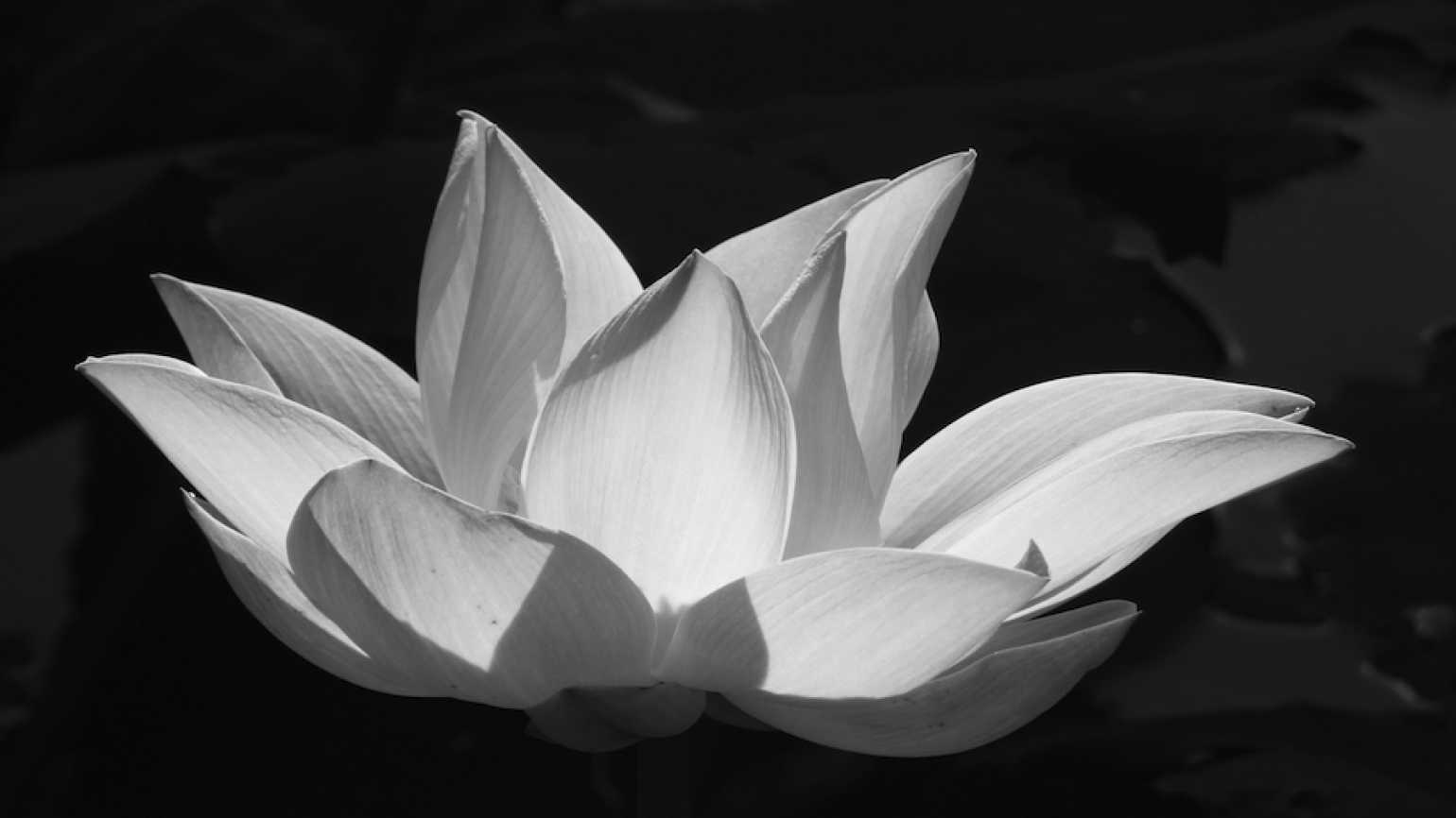 contoh gambar bunga teratai hitam putih