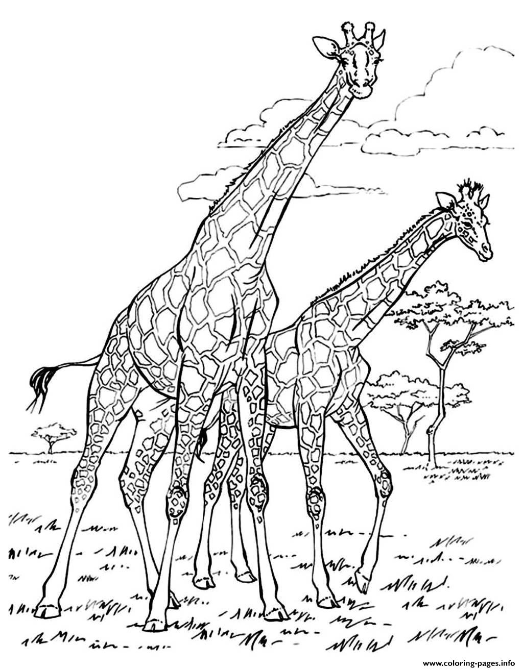 contoh gambar hewan sketsa jerapah hd