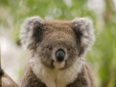 contoh gambar koala lucu