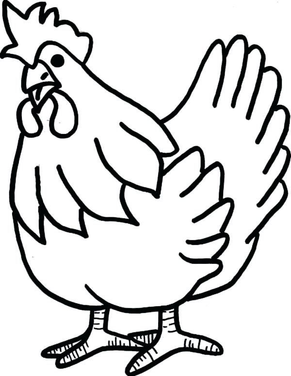contoh gambar sketsa ayam betina