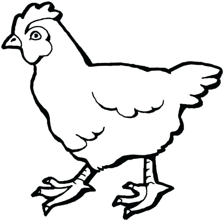 contoh gambar sketsa ayam