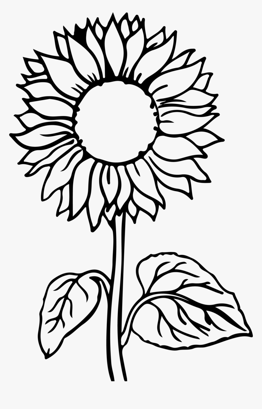 contoh gambar sketsa bunga matahari hd