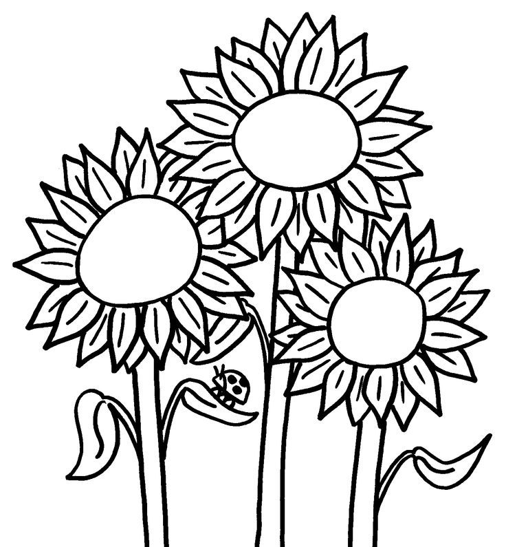 contoh gambar sketsa bunga matahari kartun
