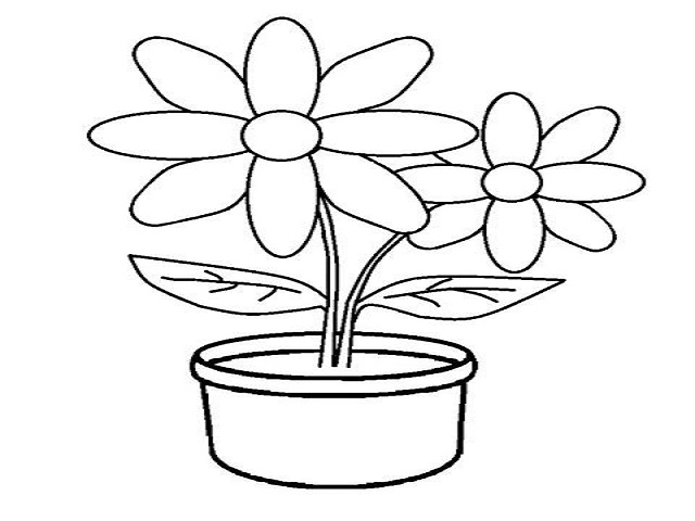 contoh gambar sketsa bunga melati hd