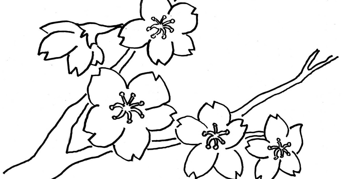 contoh gambar sketsa bunga melati mewarnai