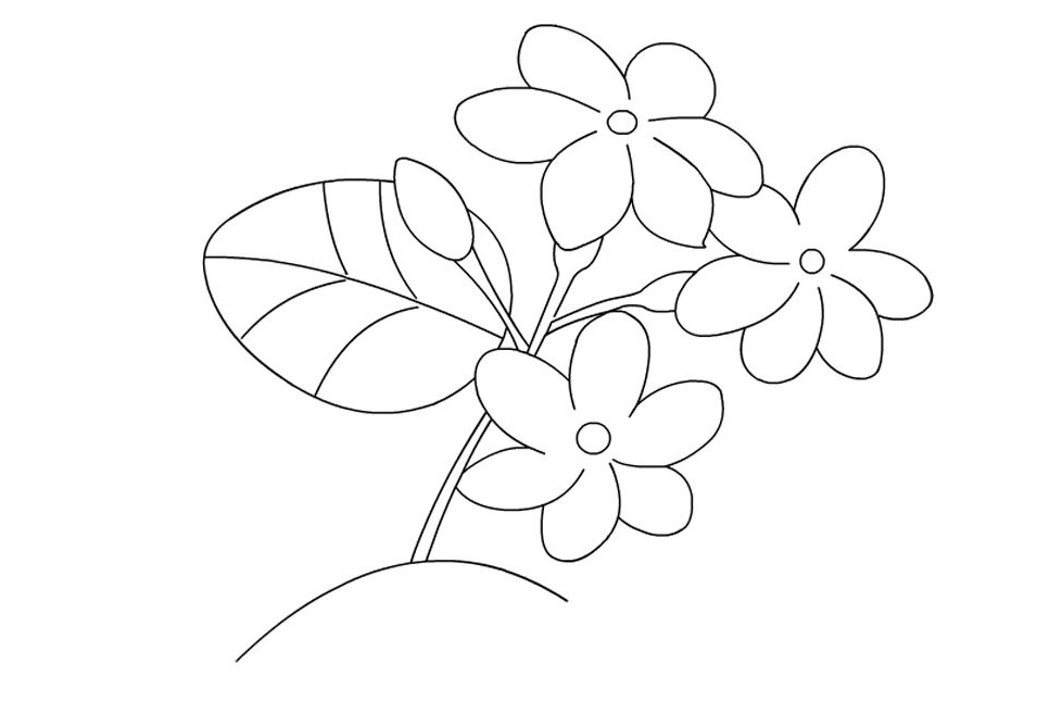 contoh gambar sketsa bunga melati