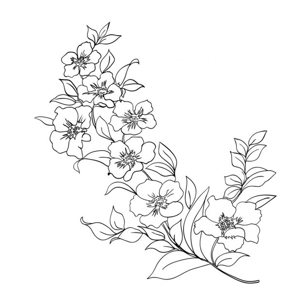 contoh gambar sketsa bunga sakura