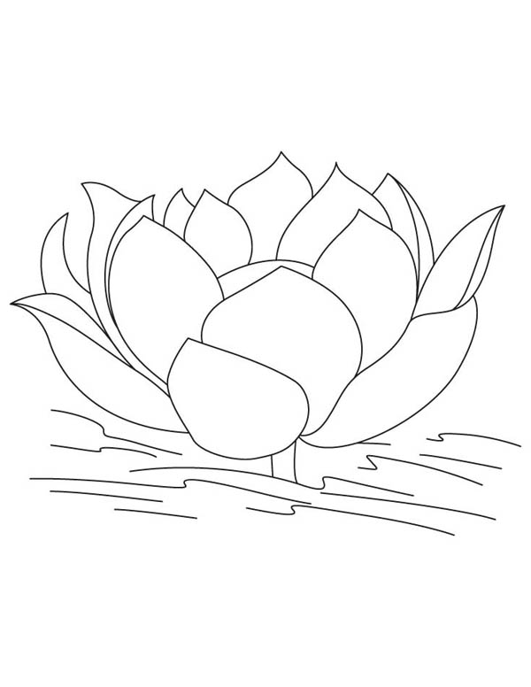 contoh gambar sketsa bunga teratai untuk diwarnai