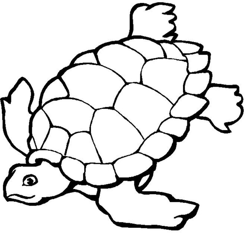 contoh gambar sketsa fauna kura kura