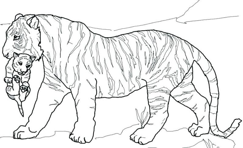 contoh gambar sketsa harimau
