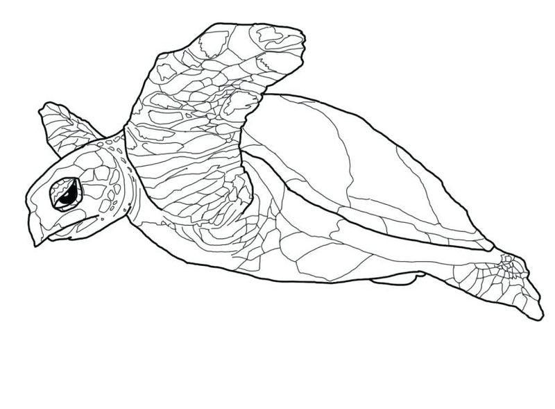 contoh gambar sketsa kura kura hd