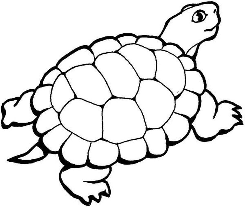 contoh gambar sketsa kura kura