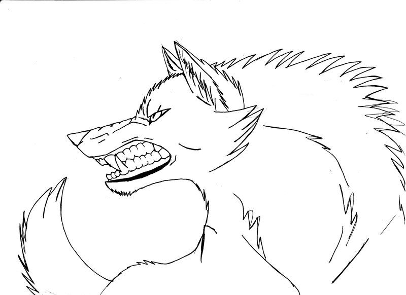 contoh gambar sketsa serigala hd