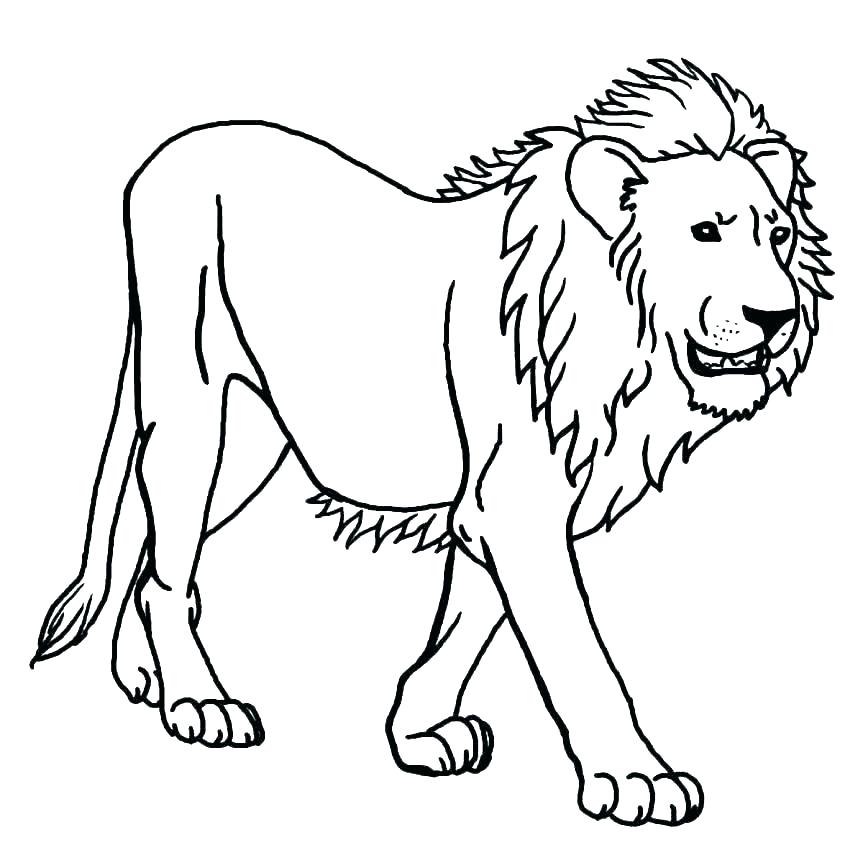 contoh gambar sketsa singa