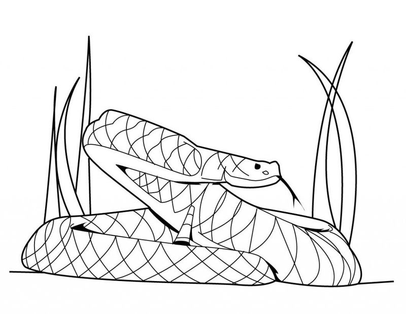 contoh gambar sketsa ular hd mewarnai