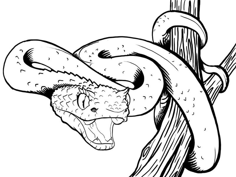 contoh gambar sketsa ular
