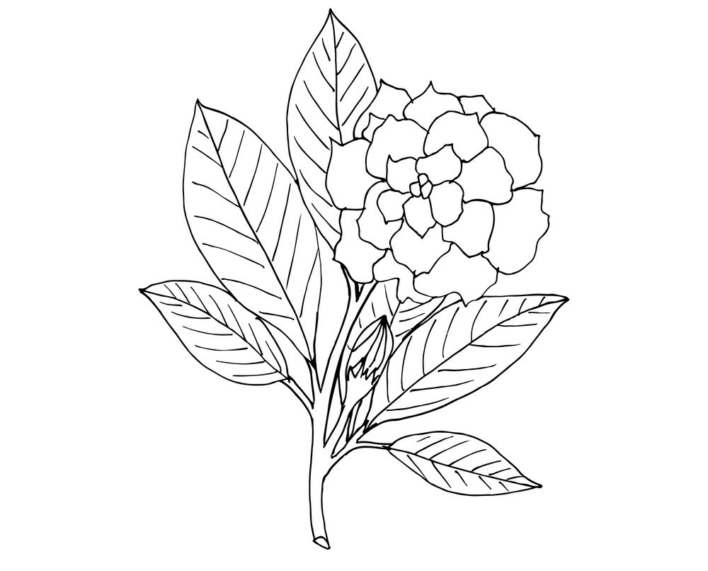contoh hd gambar sketsa bunga melati