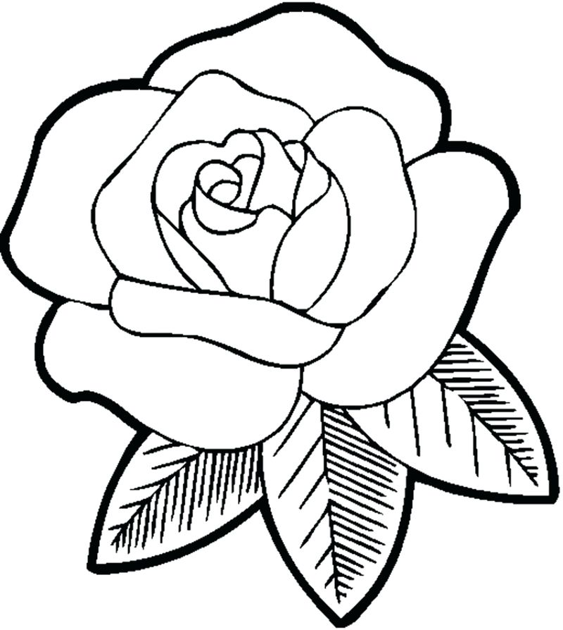 contoh hd gambar sketsa bunga sederhana
