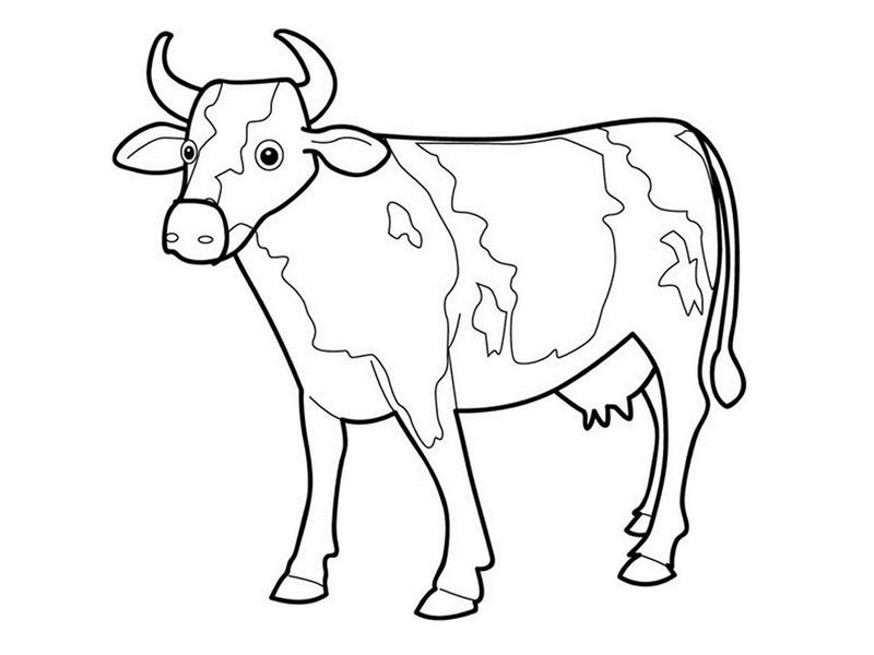 contoh hd gambar sketsa sapi