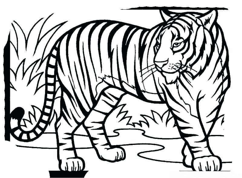 contoh mewarnai gambar sketsa harimau